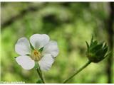 Potentilla carniolica