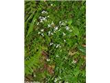 Podolgasta lakota (Galium elongatum)