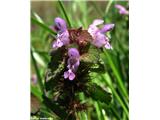 Škrlatnordeča mrtva kopriva (Lamium purpureum)