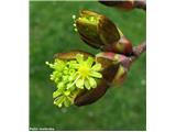 Ostrolistni javor (Acer platanoides)