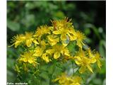 Hypericum perforatum