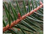 Navadna smreka (Picea abies)