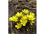 Navadna jarica (Eranthis hyemalis), Bohor, Slovenija.