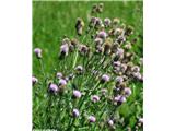 Njivski osat (Cirsium avense), Vrh nad Krašnjo, Slovenija.