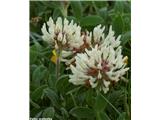 Noriška detelja (Trifolium noricum)