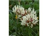 Trifolium noricum