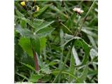 Sonchus oleraceus