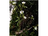 Kipeči kamnokreč (Saxifraga adscendens), Velika planina, Slovenija.