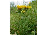 Mečastolistni oman (Inula ensifolia), Nanos, Slovenija.