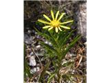 Mečastolistni oman (Inula ensifolia), zatrep Tolminke, Slovenija.