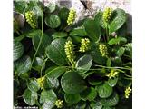 Mrežolistna vrba (Salix reticulata), Mangartsko sedlo, Slovenija.