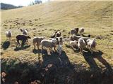 Ovce ob poti