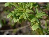 Deljenolistni teloh (Helleborus multifidus)