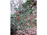 Ruscus aculeatus