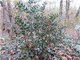 Ruscus aculeatus