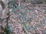 Bodeča lobodika (Ruscus aculeatus)