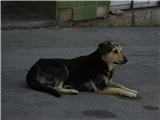 Žalosten pogled - ni lahko živeti na cesti...