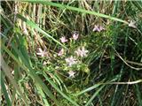 Navadna tavžentroža (Centaurium erythraea)