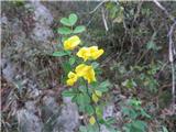 Coronilla emerus emeroides