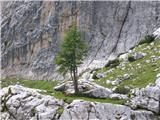 počitek v senci macesna in alpinist v steni