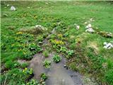 Planina Predolina kalužnice