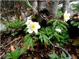 Planina Predolina 