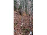 Poljana (Završnica) - Waterfall below Gozdašnica