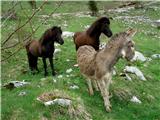 Planina Predolina radovedneži