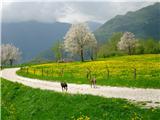 Planina Predolina rumenilo na izhodišču