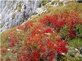 Bavšica - Pelc nad Kloncami - Pod Špičkom - Bavški Grintavec - Bavšica 