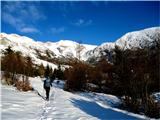 Grušnica nad Tolminskimi Ravnami 