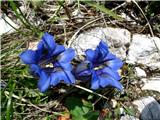 lepotca