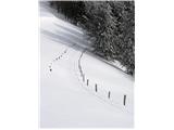 Samotna sled v bližini koče...