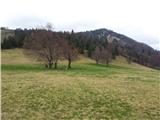 Travca že zeleni (Vrše)