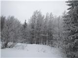 lepote Trnovskega gozda