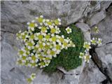 Bavšica - Pelc nad Kloncami - Pod Špičkom - Bavški Grintavec - Bavšica 