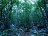 gozd nudi senco na več kot polovici poti
