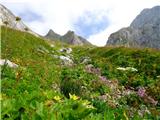 Bavšica - Pelc nad Kloncami - Pod Špičkom - Bavški Grintavec - Bavšica proti Sedlu čez Brežiče