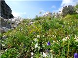 Bavšica - Pelc nad Kloncami - Pod Špičkom - Bavški Grintavec - Bavšica 