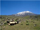 Ararat 