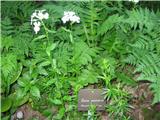 Hesperis candida