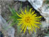 Skalni glavinec (Centaurea rupestris)