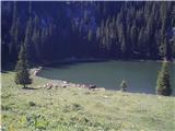 Bik s čredo na Planini pri Jezeru