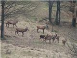 Sladka gora - Pečica - Boč in nazaj .. in veliko družino....