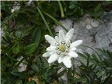 Planika