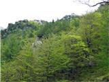 Čudovit pomladni gozd in pogled na vrh izpred lovske koče...