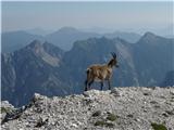 je malo hodila naokrog po vrhu, zadaj Dve špici, Piparji in Poldašnja špica