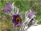 Pulsatilla montana