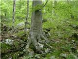 Kraljev hrib - Gradišče (Velika planina)