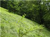 Kraljev hrib - Gradišče (Velika planina)